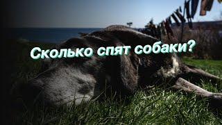 Сколько спят собаки?