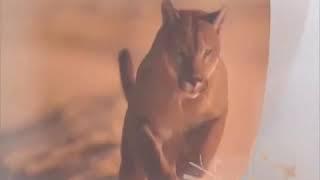 RIZ AF VIDEO - LOVE AND HARMONY AMONG PEOPLE - RIZ-AF VIDEO