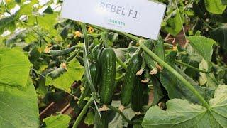 Деҳқонларни юқори ҳосили билан ишончини қозонаётган Ребел F1 (Cucumber Rebel F1-Sakata)