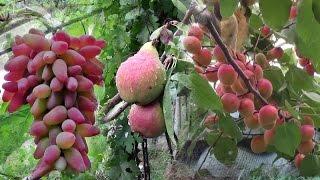 Channel about the grapes and the garden at the cottage