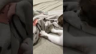 #beanbean #cute #cat #hand #flowers #soft #quilt