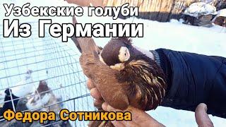 Узбекские голуби из Германии Федора Сотникова.Uzbek pigeons from Germany by Fedor Sotnikov