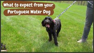 Full Grown Portuguese Water Dog: What to Expect as Weight and Growth