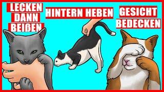 Die wahre Bedeutung von 9 seltsamen Katzenverhaltensweisen erklärt