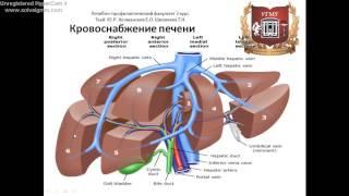 Печень: топография, строение, функции, кровоснабжение, иннервация, регионарные лимфаузлы