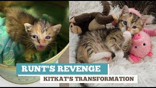 Runt's Revenge -- KitKat's Transformation