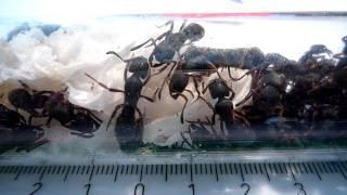 Pachycondyla rufipes - Test tube view