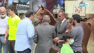 Eventi: Pietrasanta spinge la Versilia, celebrati i vent’anni de “L’arte del cavallo”