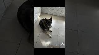 Жесть. Спасение животных. Помощь бездомным животным. Его все переступали, долго.