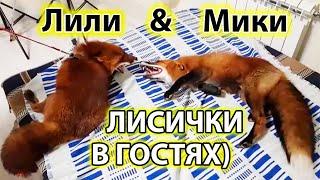 БРАЧНЫЙ ПЕРИОД ЛИС ДОМАШНИХ - Жизнь с Лисой / MIKI THE FOX