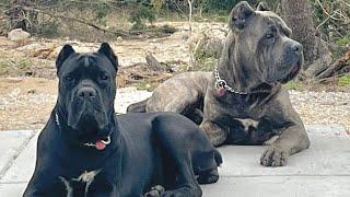 CANE CORSO PROTECTION in ACTION