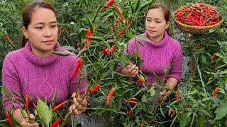 Harvesting a small chili garden to market sell - Chilli preservation process - Lý Thị Ca