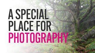 Photographing Woodland with NO FOG! Embrace woodland photography with Mali Davies.