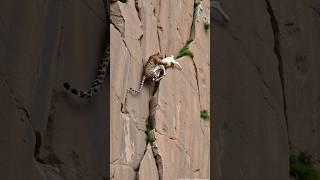 Goats life  #shortsvideo #viralvideo #leopardAdventure #goatclimbing #wildlife #mountains 