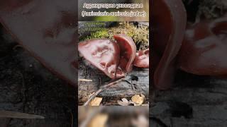 Аурикулярия уховидная (Auricularia auricula-judae). Китайский гриб, который растет у нас #грибы