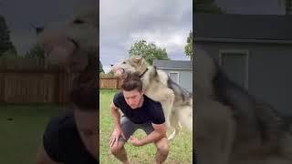 Puppy grows into giant tackling machine! #dogs #funnyanimals