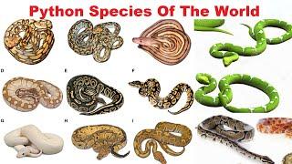 Python Species - All Python Species Of The World