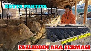 FAZLIDDIN AKA ABERDIN ANGUS AVLIKOL GREFORD BUQALARI KELDI NARXLAR AINDIRISHGA MANA AKSIYA DODASI