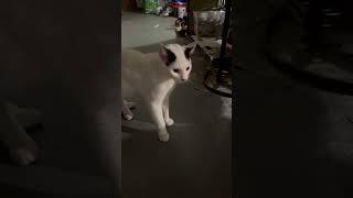 Hitler meets Buta for the 1st time. #cats #catlover #shorts #shortvideo  #dailyvlog #dailydiary#love