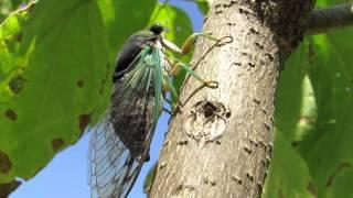 Cicada "Tree Cricket" Call - HD Video