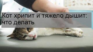 Кот хрипит и тяжело дышит: что делать