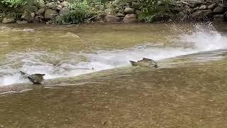 Salmon Run Cobourg Port Hope August 19, 2024