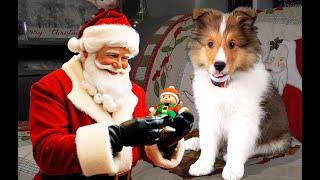 Puppy Thinks Santa Is Breaking In – Baby Kev's Reaction Is Priceless! 