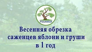 Весенняя обрезка саженцев яблони и груши в 1 год