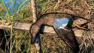 Hunting After A Hurricane // 2024 LOUISIANA Teal Season Opener