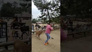 Lady Getting Chase By Deers Nara Park Japan