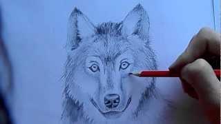 як малювати вовка ( how to draw a wolf )