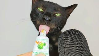 Cat eating Snack Paste ASMR