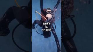 Шланги на регуляторе у дайвера #дайвинг #scubadiving #aksenovscubadiving