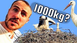 You won't BELIEVE how HEAVY this NEST is! - White Stork Facts