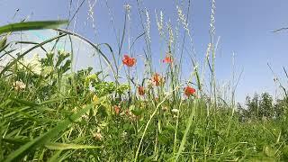 Earth Element with insects summer meditation 2023: relaxation music 432hz