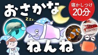 【途中広告なし20分】おやすみ絵本「おさかなねんね」朗読と水族館の癒し映像【大人の睡眠導入・寝かしつけ】