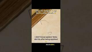 Why Do Spiders’ Legs Move After Death?  #interesting