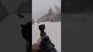 Добыл Лося 50-70 метров. #лось #hunting #охота #Elk #животные #косуля #охота #топ #top #лучшее #bif