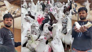 Shazad loni kabutar shop kabootar market loni sehzad pet shop Delhi white pigeons