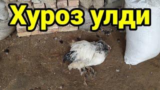 Нима сабабдан хуроз улди? Урдаклар улмайдими