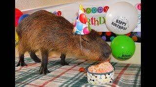 JoeJoe the Capybara's 3rd Birthday