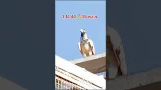 We win  #trending #love #pigeon #viralvideo #trending #foryou #birds #pigeon #kabotar #viralvideo
