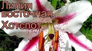 Лилия восточная Хотспот (lilium oriental hybrid hotspot)  обзор: как сажать, луковицы лилии Хотспот