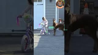 This Is Why the Doberman Is the Best Guard Dog for Your Child ️