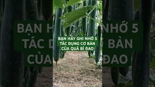 BẠN HÃY GHI NHỚ 5 TÁC DỤNG CƠ BẢN CỦA QUẢ BÍ ĐAO