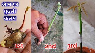 Mango Stone Grafting/आम पर गुठली कलम/आम की कलम कैसे करें/Mango Grafting/Aam pr kalam bandhne ka