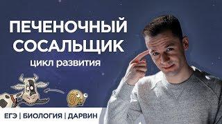 Печеночный сосальщик | ЕГЭ Биология | Даниил Дарвин