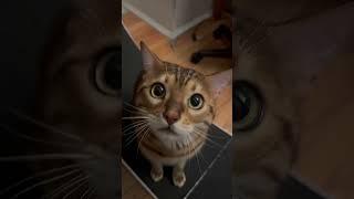 Super Bowl 2024, Henry. #bengalcatsworld #cat #henrythebengal #catsofyoutube #catlover #meow
