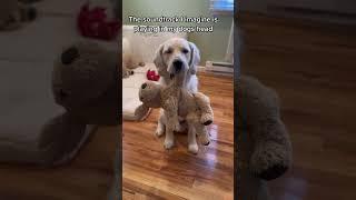 The Rigatoni Soundtrack #rigatoni #dog #dogshorts #goldenretriever #familyguy