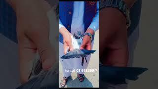 pigeon for sale islamabad high flyer pigeon 2023 pigeon tips